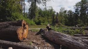 How Our Tree Care Process Works  in  Dupo, IL