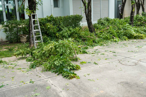 Best Tree Maintenance Programs  in Dupo, IL